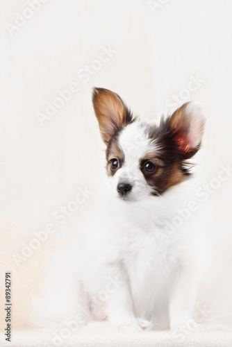 Papillon,  ButterflyDog, SquirrelDog in front of a white background © brusnikaphoto