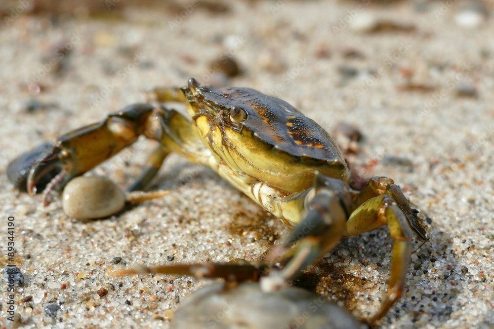 Krabben am Ostseestrand 
