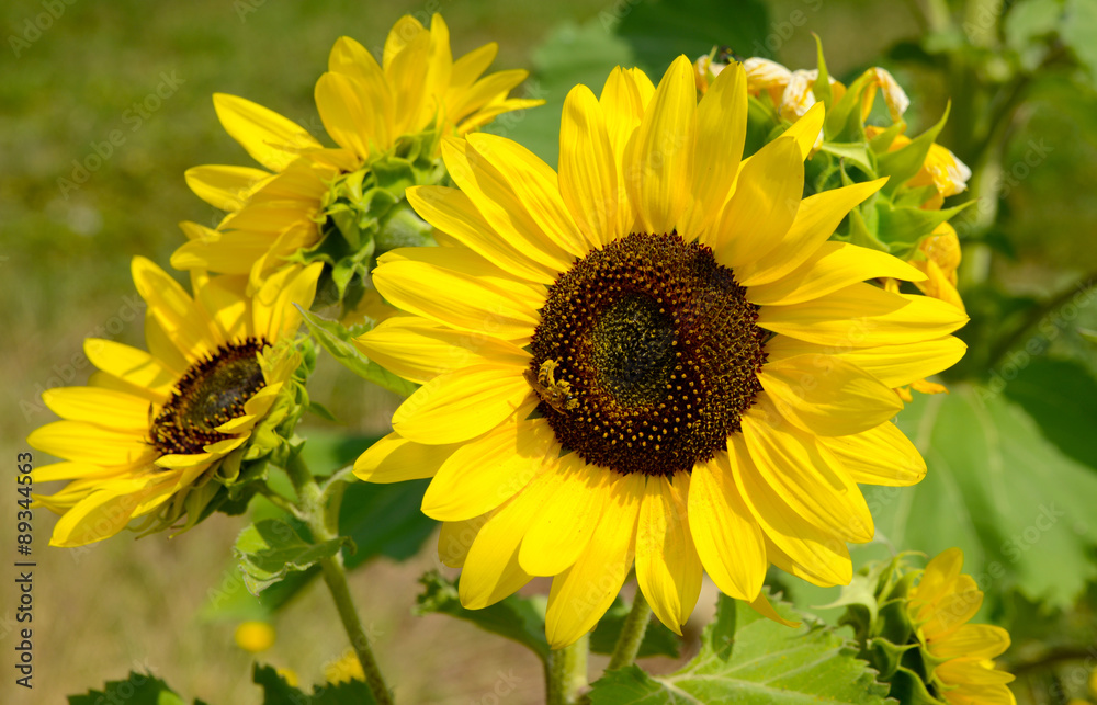Sonnenblumen Sonnenblumen