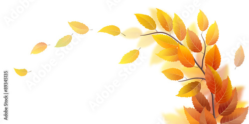 Autumn branch with leaves on white, vector illustration