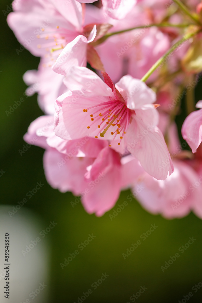 Obraz premium 桜の花