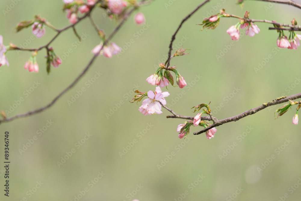 Oriental cherry branches with small pink flowers on a green background Oriental cherry branches with small pink flowers on a green background
