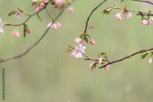 Oriental cherry branches with small pink flowers on a green background