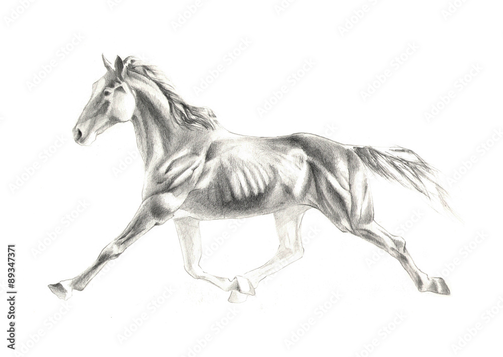 Fototapeta illustration of horse