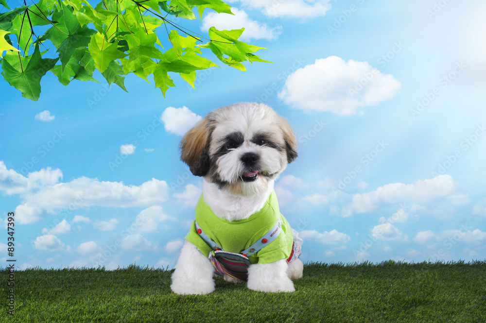 Shih Tzu puppy playing in the grass on a summer morning