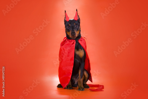 dog Zwergpinscher in a devil costume on a red background