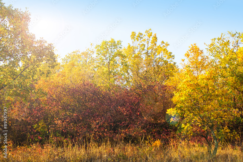 Fototapeta premium Autumn Landscape