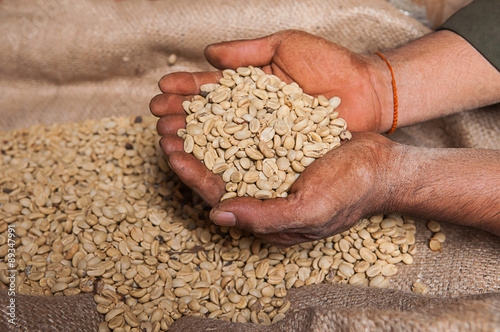 arabica green coffee beans on hands