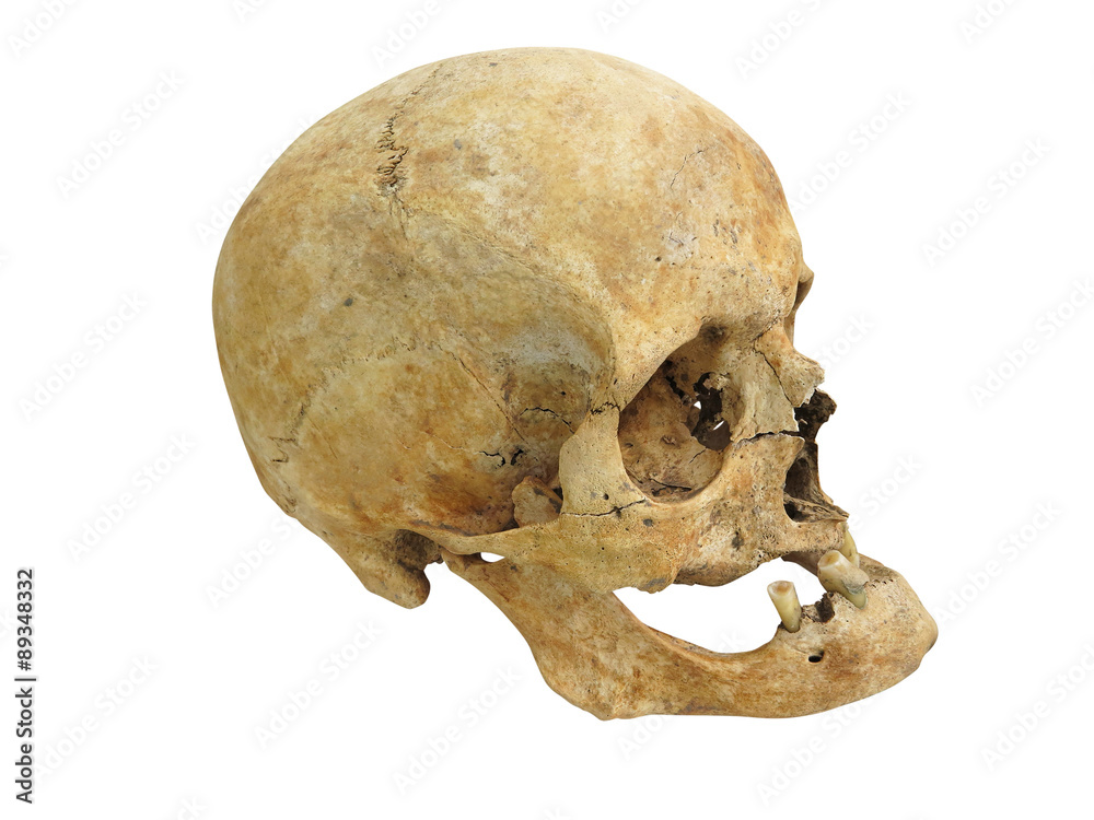 Old archaeological find human skull cranium isolated on white Old archaeological find human skull cranium isolated on white