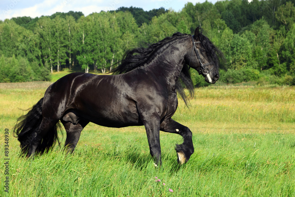 Friesian stallion run in green fields and hills Friesian stallion run in green fields and hills