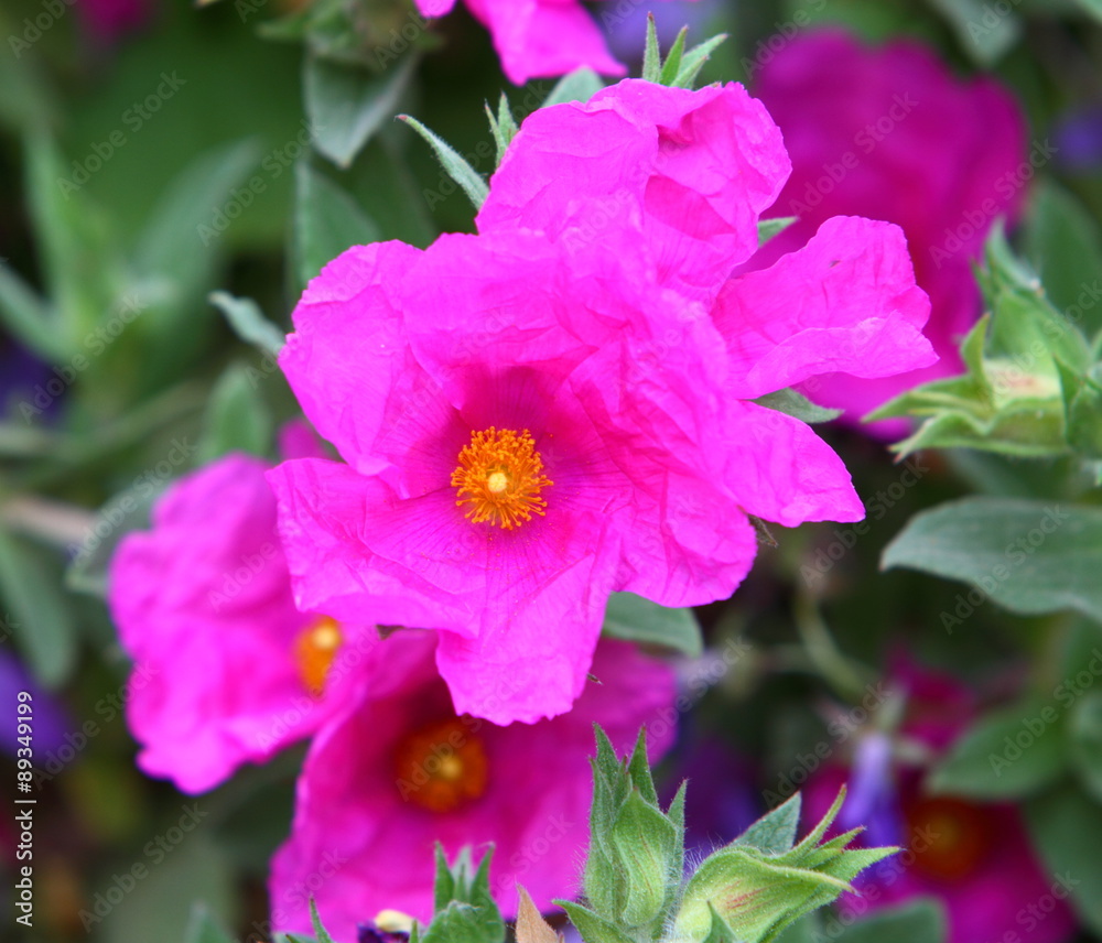 Pink cistus