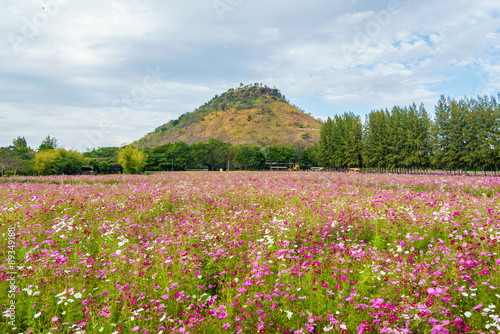 cosmos field