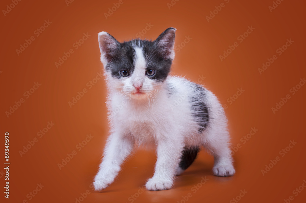kitten isolated on a colored background kitten isolated on a colored background