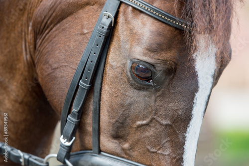 Closeup of the head of a horse during his training.