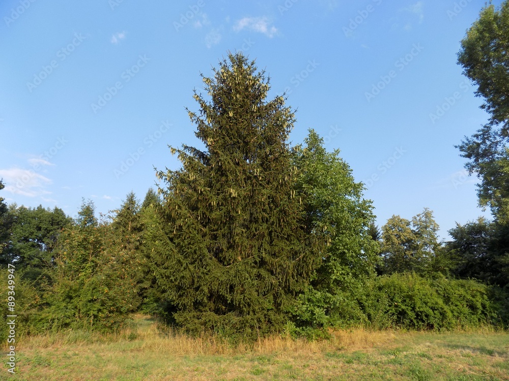 Spruce and other trees in mixed forest Spruce and other trees in mixed forest