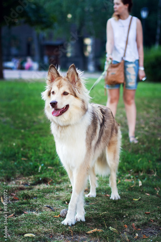 dog in the park