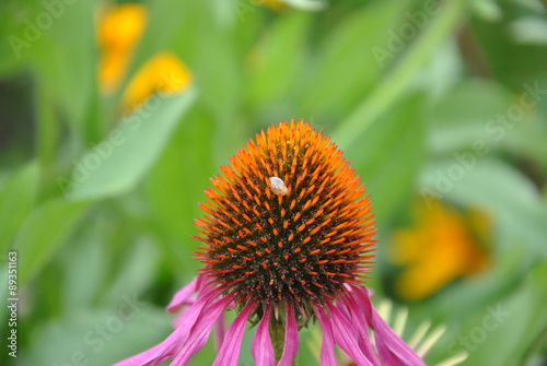 Echinacea flower with insects egg