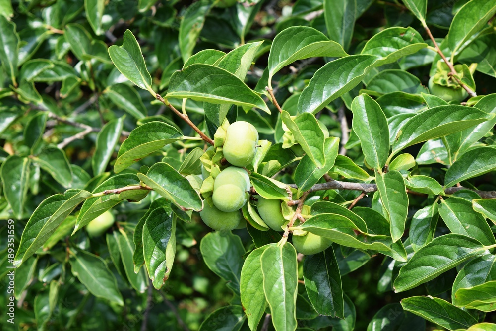 青い庄内柿／山形県の庄内地方で、種がなく美味しいことで有名な庄内柿の風景を撮影した写真です。柿の木に実り始めたまだ青い柿の実です。