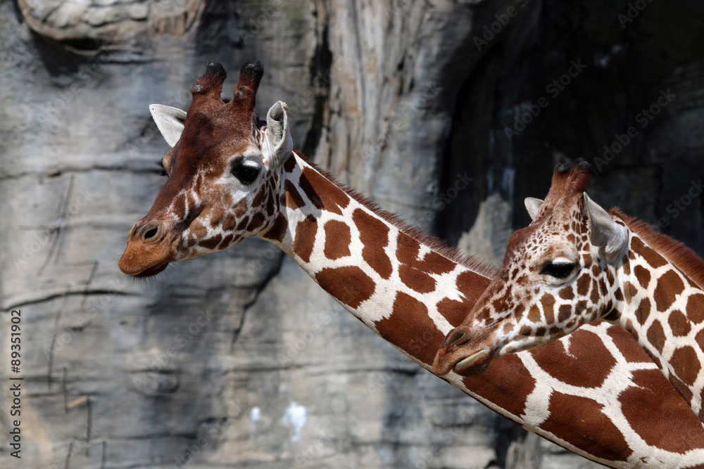 Obraz premium Giraffes