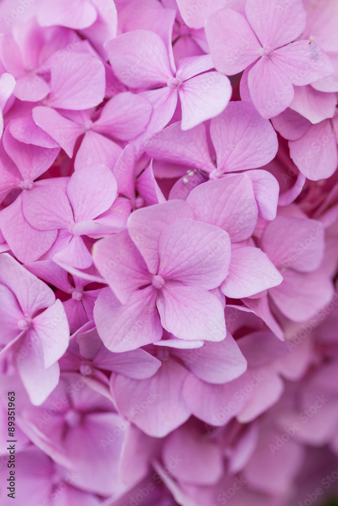 Flower Closeup