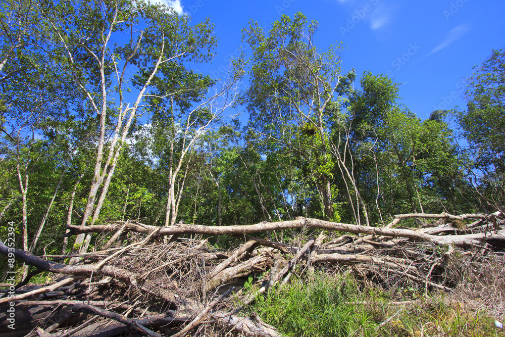 Deforestation environmental damage Deforestation environmental damage
