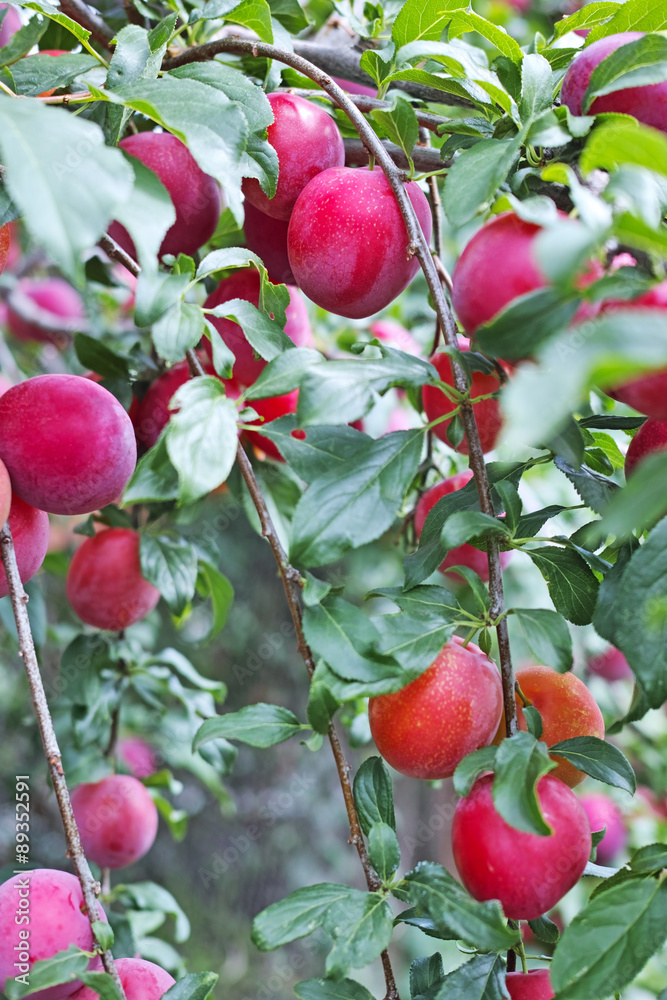 Branches with red plum Branches with red plum