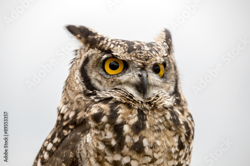 Owl © Edwin Butter