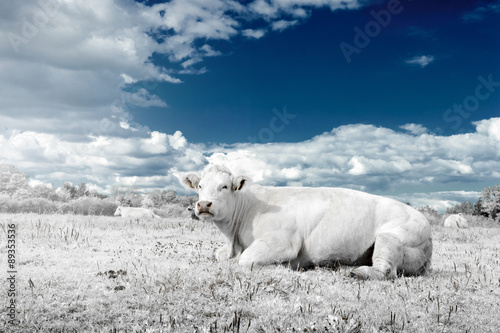Landscape with cow in white and blue tone