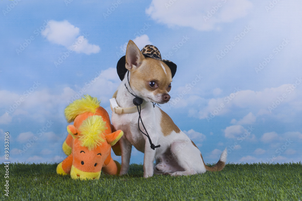 Chihuahua puppy playing in the grass on a sunny day Chihuahua puppy playing in the grass on a sunny day