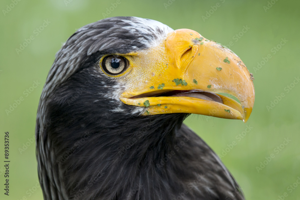 Obraz premium Steller's Sea Eagle