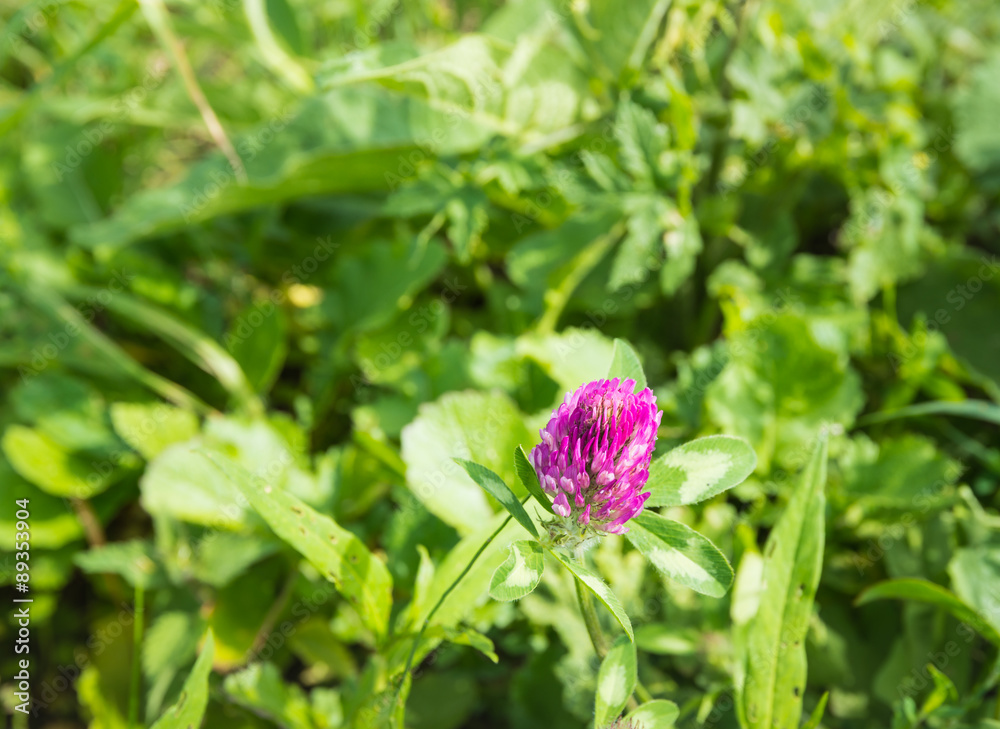 In the wild flowering red clover plant from close