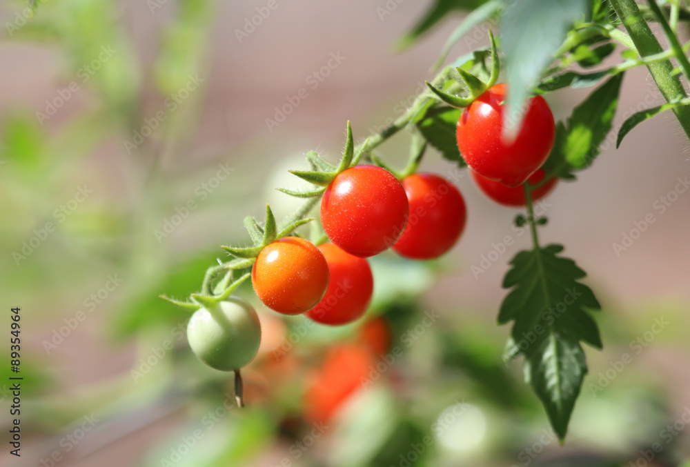 Cherry tomatoes