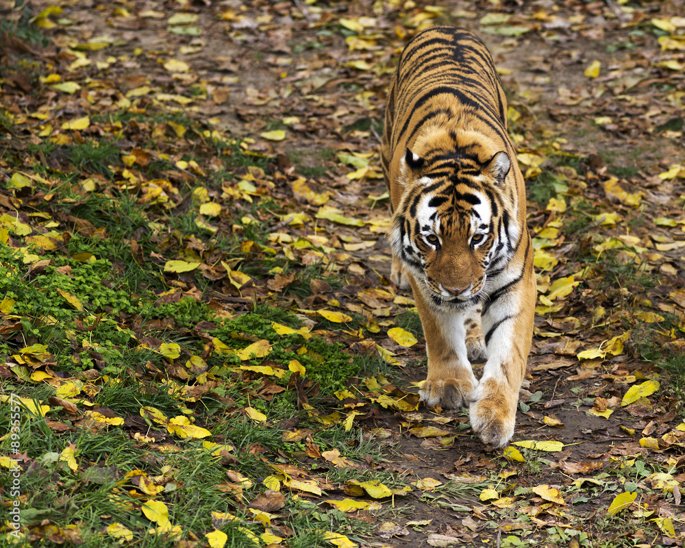 Fototapeta premium tiger walking down a path
