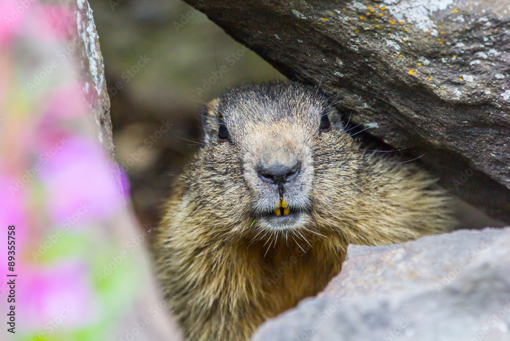 marmot #10