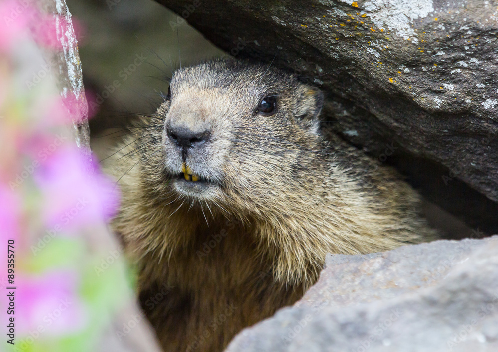 marmot #9