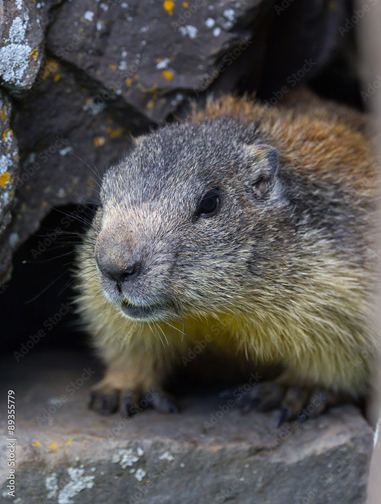 marmot #8