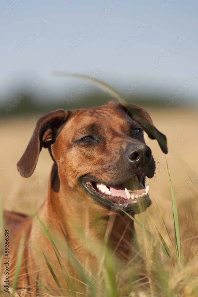 Hund Rhodesian Ridgeback im Kornfeld