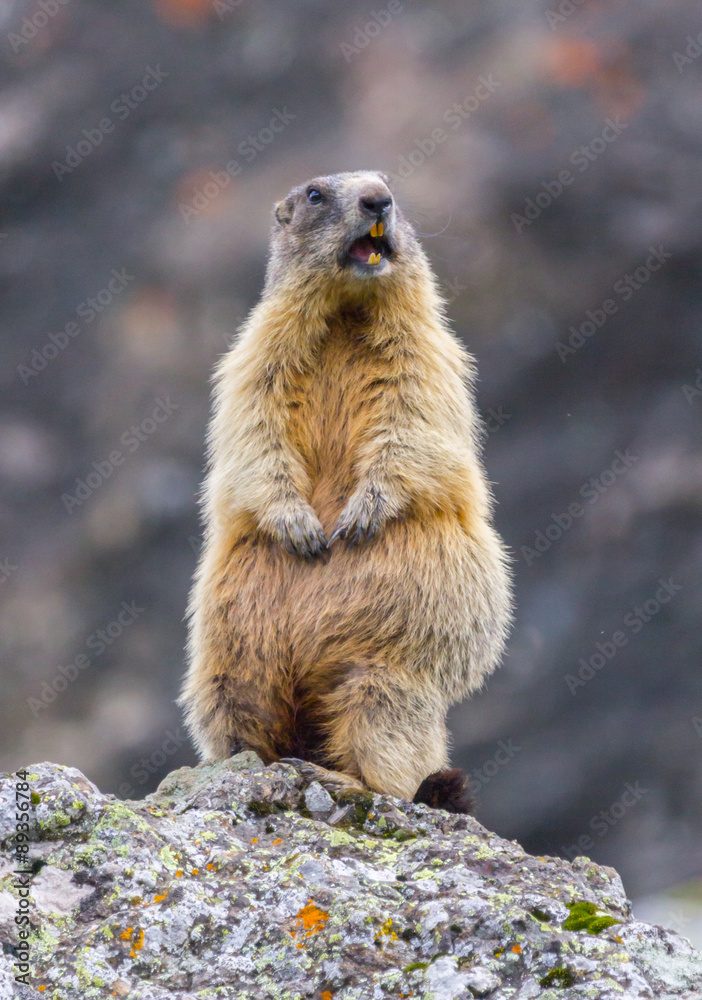 standing marmot #11