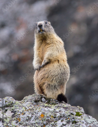 Obraz na płótnie standing marmot #12 w salonie