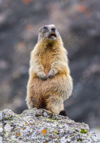 Obraz na płótnie standing marmot #11 w salonie