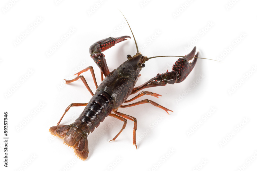 Gambero di fiume vivo isolato su sfondo bianco Gambero di fiume vivo isolato su sfondo bianco