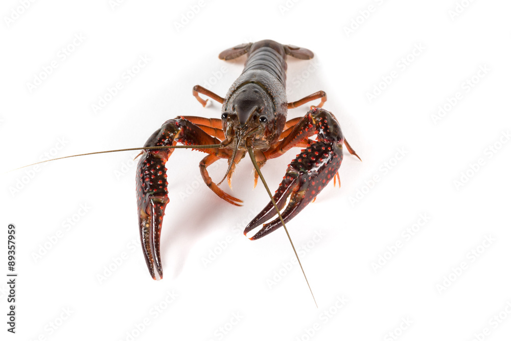 Gambero di fiume vivo isolato su sfondo bianco Gambero di fiume vivo isolato su sfondo bianco
