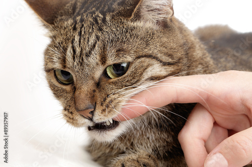 chat mordant main femme