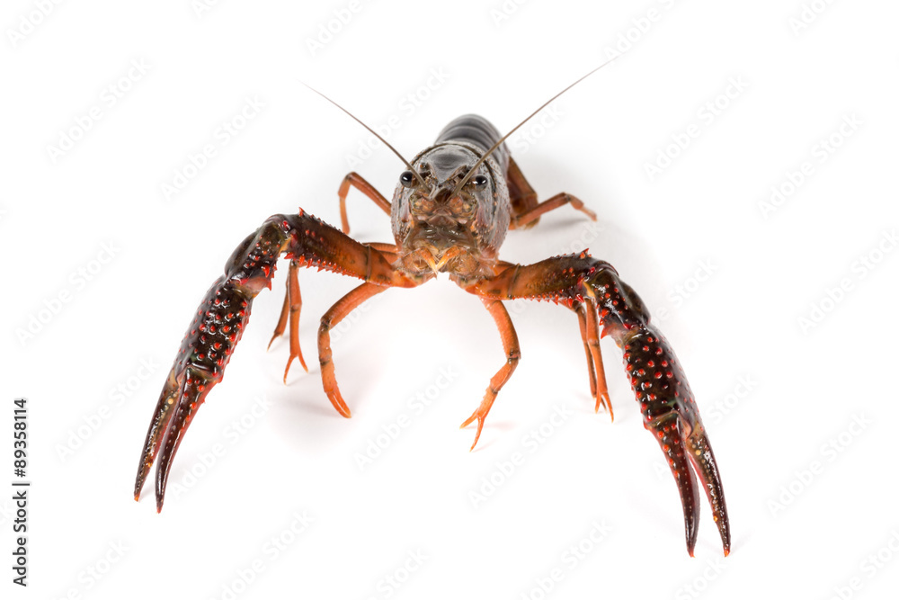 Gambero di fiume vivo isolato su sfondo bianco Gambero di fiume vivo isolato su sfondo bianco