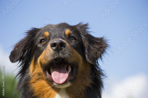 Australian Shepherd Porträt