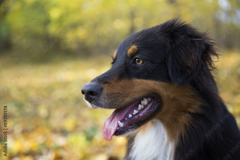 Australian Shepherd Porträt Australian Shepherd Porträt
