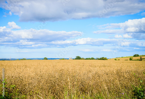 Yellow grain ready for harvest growing in a farm field   Yellow grain ready for harvest growing in a farm field