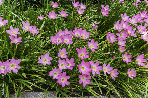 Beautiful pink rain lily flower.