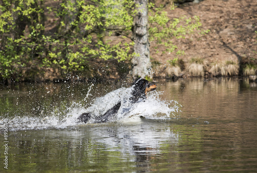 Australian Shepherd springt ins Wasser © aussieanouk
