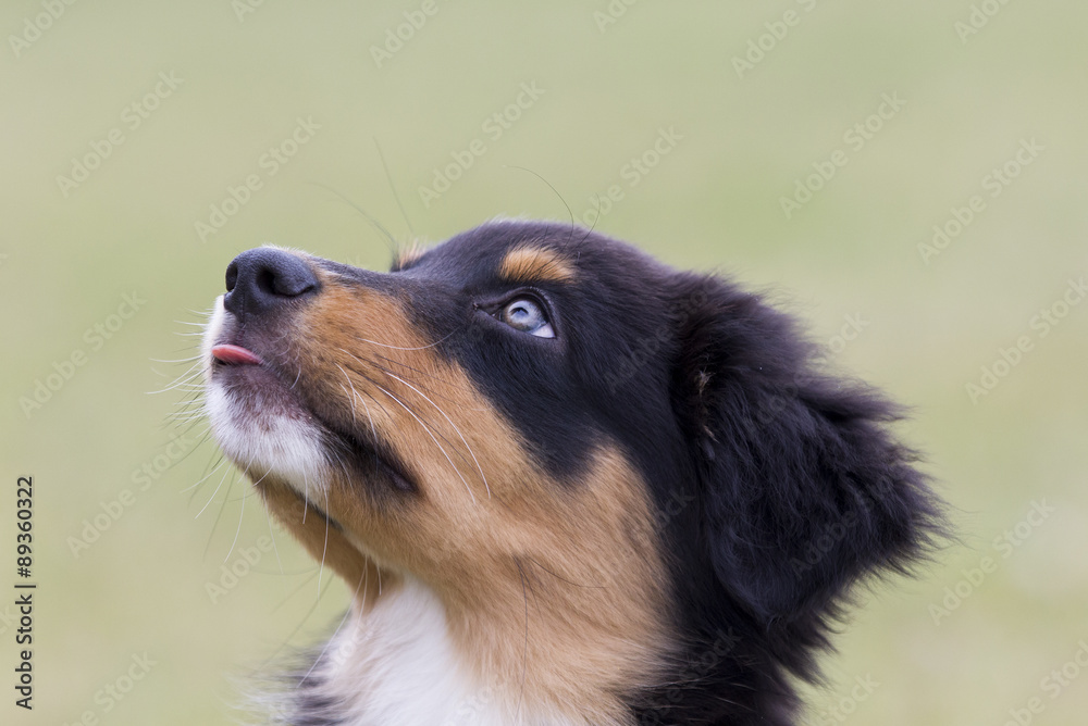 Junger Australian Shepherd Junger Australian Shepherd
